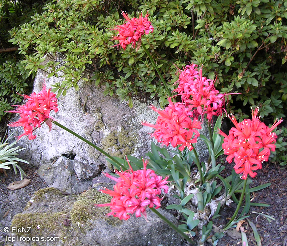 Nerine sp., Jersey Lily,Guernsey Lily, Spider Lily