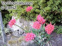 Nerine sp., Jersey Lily,Guernsey Lily, Spider Lily

Click to see full-size image