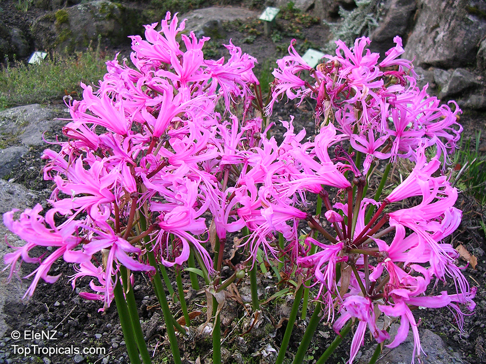Nerine sp., Jersey Lily,Guernsey Lily, Spider Lily