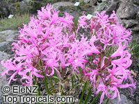 Nerine sp., Jersey Lily,Guernsey Lily, Spider Lily

Click to see full-size image