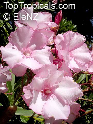 Nerium oleander, Oleander