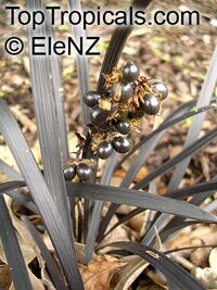 Ophiopogon planiscapus, Black Mondo grass, Black Lilyturf, Snakebeard

Click to see full-size image