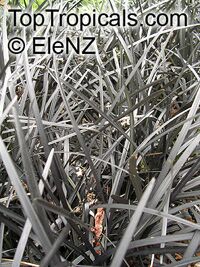Ophiopogon planiscapus, Black Mondo grass, Black Lilyturf, Snakebeard

Click to see full-size image