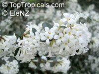 Osmanthus delavayi, Delavay Osmanthus, Delavay Tea Olive

Click to see full-size image