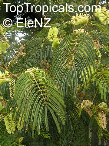 Paraserianthes lophantha, Albizia lophantha, Cape Leeuwin Wattle, Crested Wattle