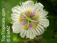Passiflora foetida - seeds

Click to see full-size image