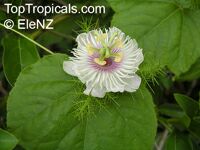 Passiflora foetida ( ) - 