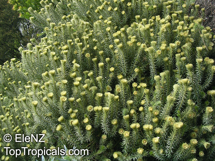 Phylica plumosa, Phylica pubescens, Flannel Flower, Flannel Bush, Featherhead