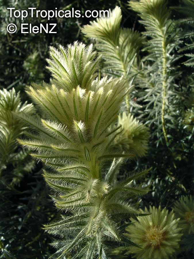 Phylica plumosa, Phylica pubescens, Flannel Flower, Flannel Bush, Featherhead