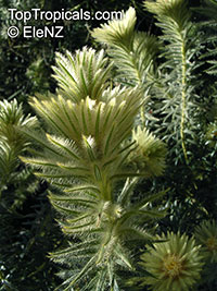 Phylica plumosa, Phylica pubescens, Flannel Flower, Flannel Bush, Featherhead

Click to see full-size image