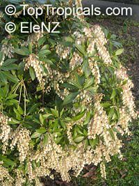 Pieris sp., Pieris, Lily-of-the-valley shrub

Click to see full-size image