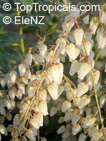 Pieris sp., Pieris, Lily-of-the-valley shrub