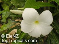 Plumeria pudica, Bridal bouquet

Click to see full-size image
