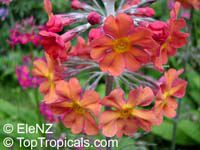 Primula sp., Primrose

Click to see full-size image