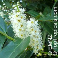 Prunus laurocerasus, Cherry Laurel

Click to see full-size image