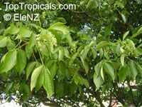 Ptelea trifoliata, Hop Tree, Wafer Ash, Stinking Ash

Click to see full-size image