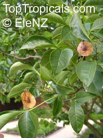 Ptelea trifoliata, Hop Tree, Wafer Ash, Stinking Ash