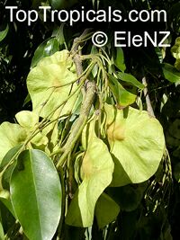 Pterocarpus indicus, Narra

Click to see full-size image