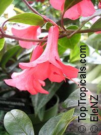 Rhododendron lochiae, Australian Rhododendron

Click to see full-size image