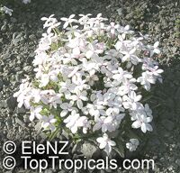 Rhodohypoxis baurii, Rose Grass

Click to see full-size image