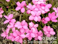 Rhodohypoxis baurii, Rose Grass

Click to see full-size image