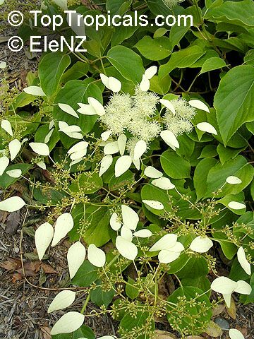 Schizophragma hydrangeoides, Japanese Hydrangea Vine, Japanese Climbing Hydrangea