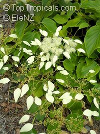 Schizophragma hydrangeoides, Japanese Hydrangea Vine, Japanese Climbing Hydrangea

Click to see full-size image