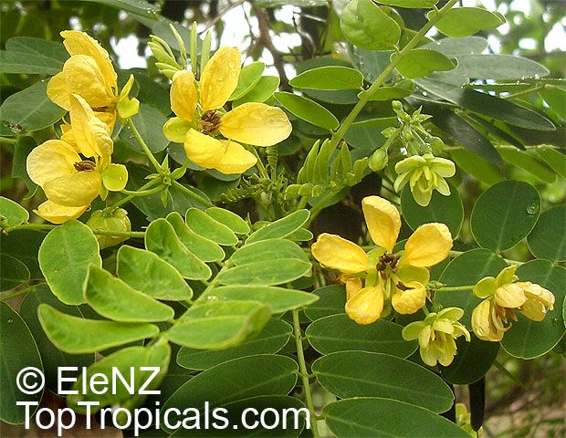Cassia glauca 20 Seeds Yellow Senna surattensis Carribbean Shrub Tropical Hawaii 