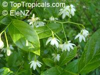 Halesia carolina - seeds

Click to see full-size image