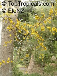 Sophora sp., Kowhai

Click to see full-size image
