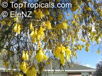 Sophora sp., Kowhai

Click to see full-size image
