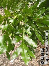 Stenocarpus sinuatus, Firewheel Tree

Click to see full-size image