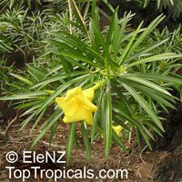 Thevetia thevetioides, Giant Thevetia, Large-flowered Yellow oleander

Click to see full-size image