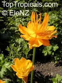 Trollius asiaticus, Asian Globe flower

Click to see full-size image