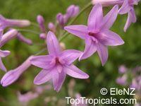 Tulbaghia violacea, Wild Garlic

Click to see full-size image