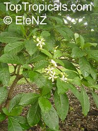 Voacanga africana , Wild Frangipani

Click to see full-size image