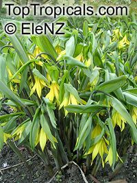 Uvularia grandiflora, Large-flowered Bellwort

Click to see full-size image