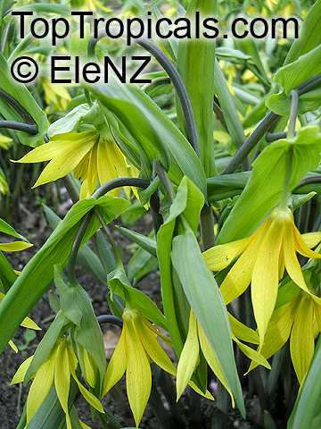 Uvularia grandiflora, Large-flowered Bellwort