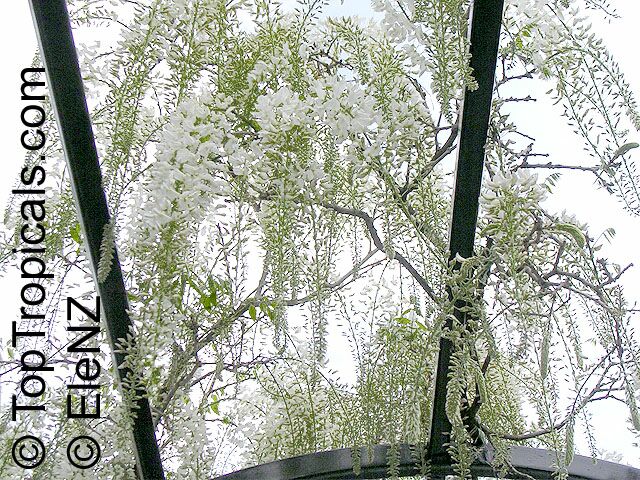 Wisteria sp., Chinese Wisteria, Japanese Wisteria, American Wisteria. Wisteria floribunda Shiro Noda (Longissima Alba)