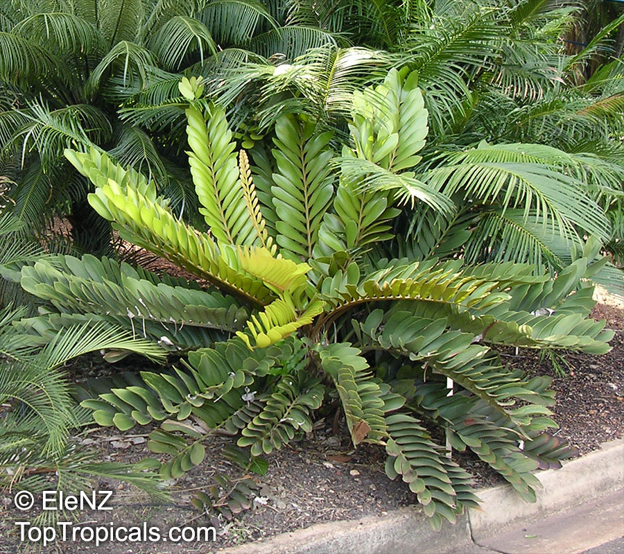 Zamia furfuracea, Cycad, Cardboard Palm