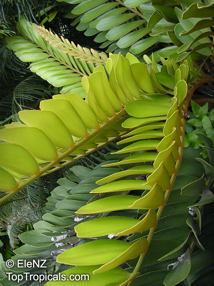 Zamia furfuracea, Cycad, Cardboard Palm
