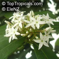 Acokanthera oblongifolia, Acokanthera spectabilis, Carissa spectabilis, Bushman's Poison, Wintersweet

Click to see full-size image