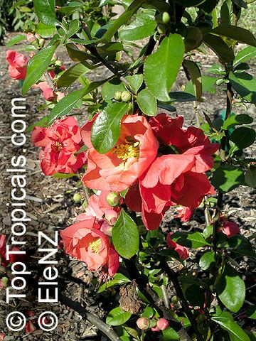 Chaenomeles sp., Flowering quince, Dwarf quince