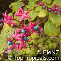 Clerodendrum trichotomum, Harlequin Glory, Clerodendron

Click to see full-size image