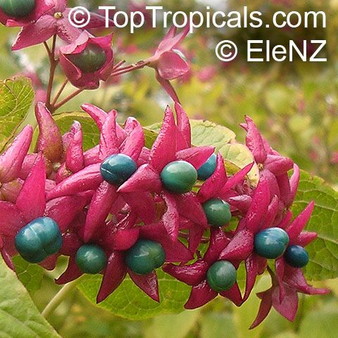 Clerodendrum trichotomum, Harlequin Glory, Clerodendron