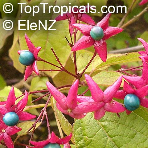 Clerodendrum trichotomum, Harlequin Glory, Clerodendron