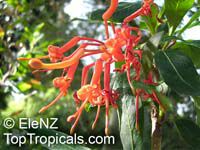 Embothrium coccineum, Chilean Fire Bush

Click to see full-size image