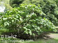 Ficus auriculata, Ficus roxburghii, Elephant ear fig tree, Giant Indian Fig

Click to see full-size image