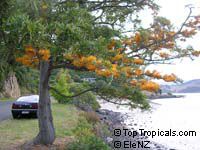 Grevillea robusta, Silky Oak

Click to see full-size image