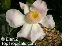 Gustavia superba, Membrillo, Heaven Lotus

Click to see full-size image